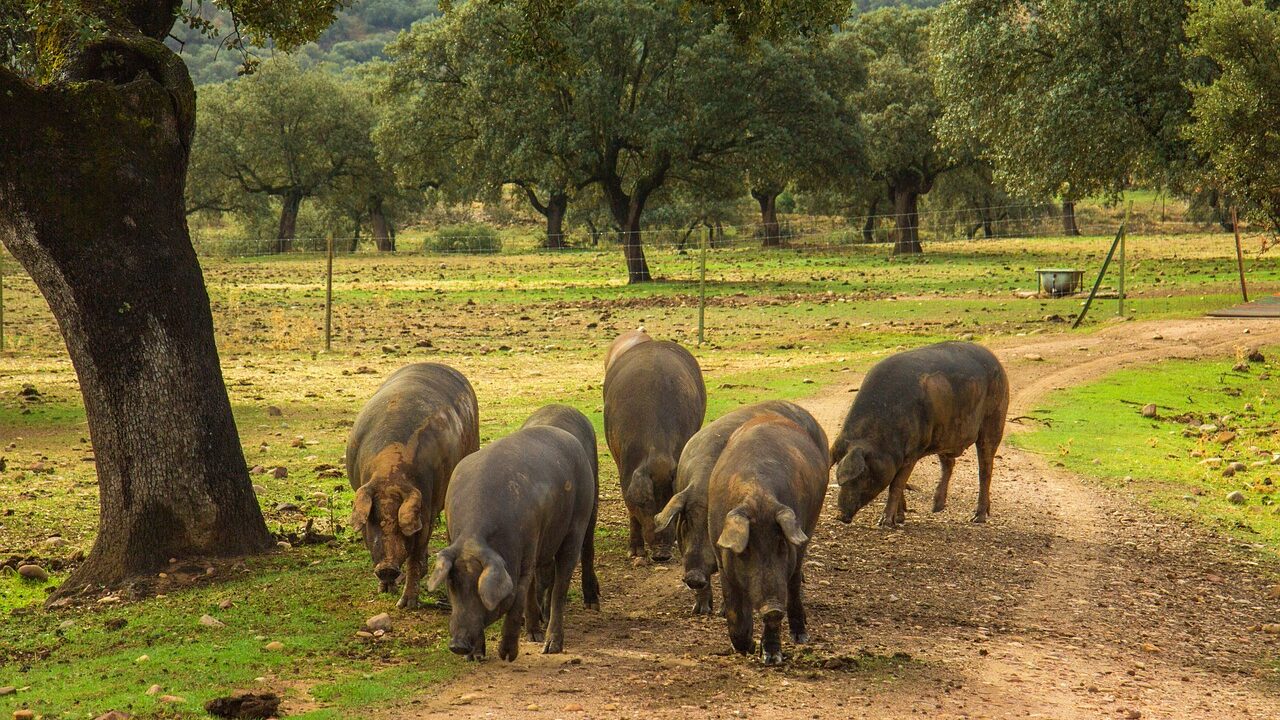Distribución de carne de cerdo